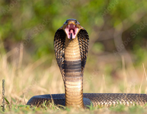 king cobra snake close up open mouth