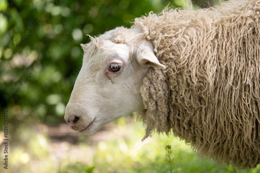 Obraz premium Fluffy sheep in the garden sunlight close-up