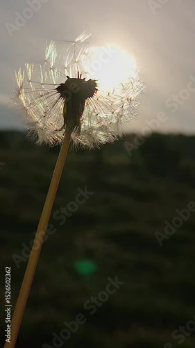 dandelion at sunset in a field