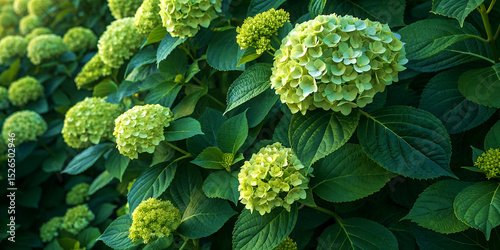 Dense hydrangea bush with soft green flowers and deep green serrated leaves, partial shade, ultra-HD 4K