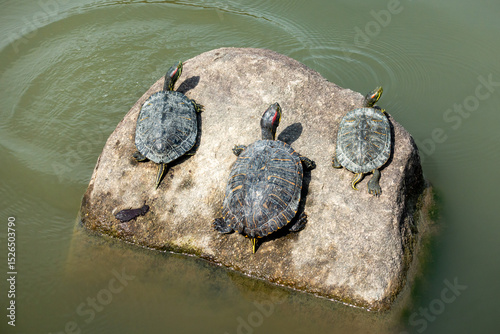 池にいるカメの写真。外来種のイメージ。