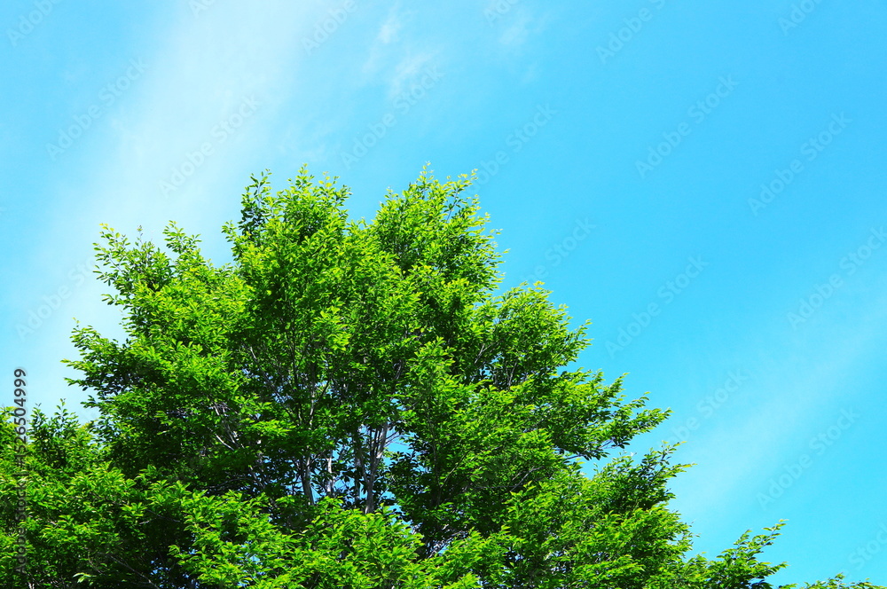 Obraz premium ブナの新緑と青空