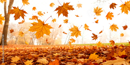 Realistic falling maple leaves in September, orange foliage on ground, transparent background vector