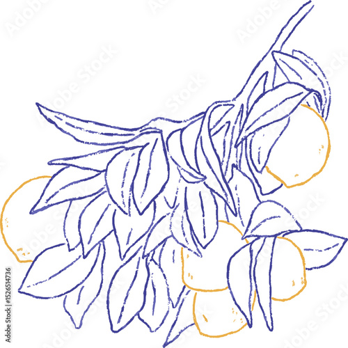 Hand drawn lemon tree branch vector illustration. Chalk botanical citrous fruit sketch. Mediterranean summer aesthetic design for print and card.