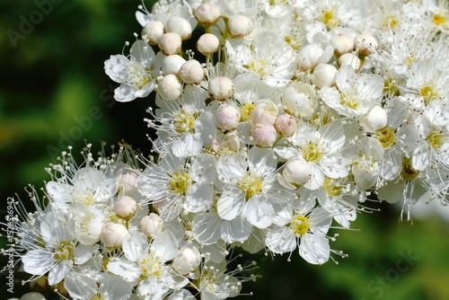 Pure white flowers against green leaves. Delicate white flowers in a green garden. Selective focus.