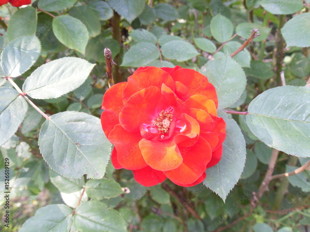 Obraz premium A vibrant red rose with a hint of coral glowing in the warm rays of summer sunlight, each petal lit up with golden highlights.