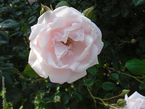 A fully opened pale pink rosebud, revealing its tender petals and soft textures, bathed in gentle natural light.

 photo