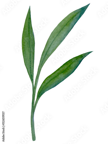 Wallpaper Mural Watercolor collection of hand drawn eucalyptus leaves and yellow wildflowers. Botanical clipart elements isolated on white background. Set of objects for decor, design, poster, banner, wedding, logo Torontodigital.ca