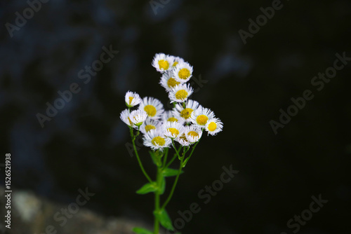Eastern daisy fleabane (Erigeron annuus) in full bloom
