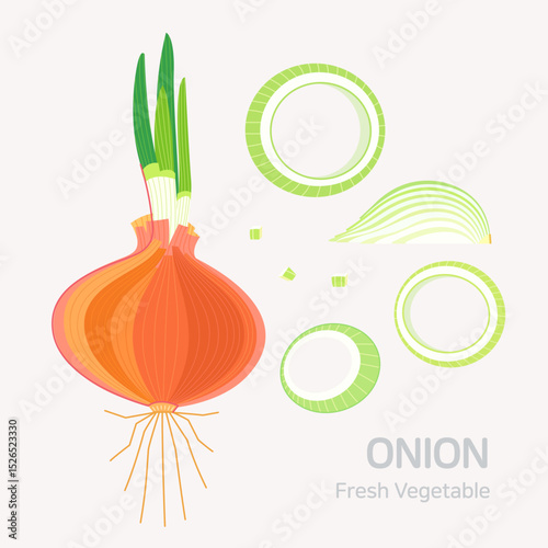 Onion set. Flat style graphic. Vector format.