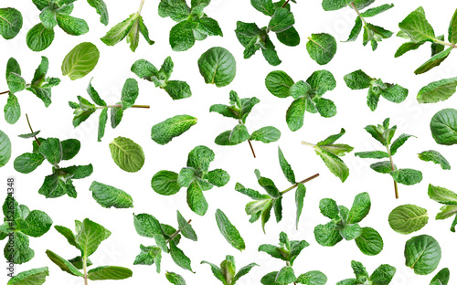 Cut out mint. Pattern from green fresh mint, peppermint, lemon balm, melissa leaves isolated on white background. With clipping path. Leaves for design, mockup. Plant for medicine, cosmetics, tea