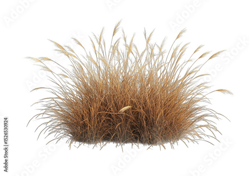 Golden grass clump, full and airy