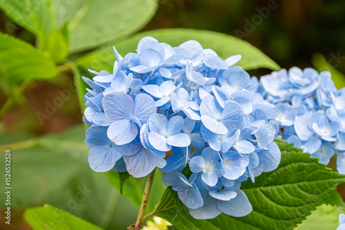 緑に映える青いアジサイの花房