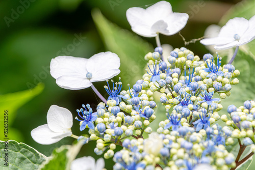白い装飾花が美しいガクアジサイ