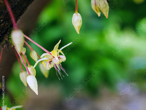 Cocoa flowers, cacao flowers on growing tree trunk close-up ,Cacao flowers on cocoa tree, macro photo