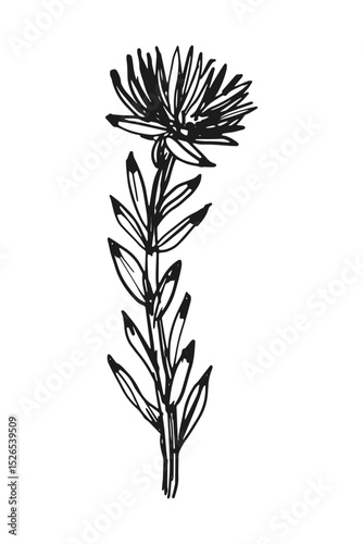 Rhodiola quadrifida sketch illustration vector image for medical packaging design herbal website cosmetic products	