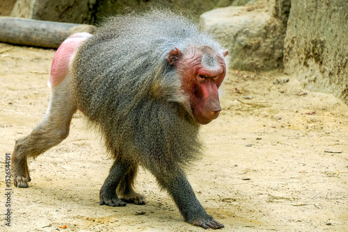 Male hamadryas baboon monkey ape close up portrait