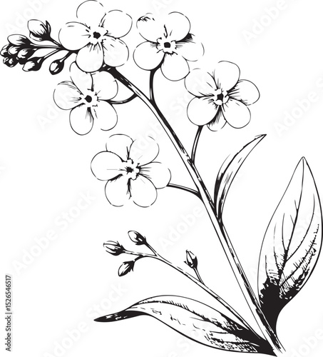 Forget-me-not flower Vector Illustration, Sketch Drawing Line Linear Symbol Icon Engraving Coloring Book, Hand-drawn Black and White Isolated