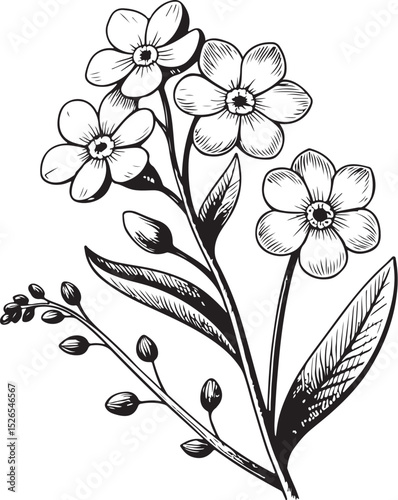 Forget-me-not flower Vector Illustration, Sketch Drawing Line Linear Symbol Icon Engraving Coloring Book, Hand-drawn Black and White Isolated