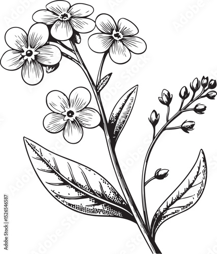 Forget-me-not flower Vector Illustration, Sketch Drawing Line Linear Symbol Icon Engraving Coloring Book, Hand-drawn Black and White Isolated