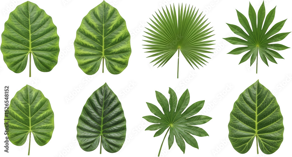 Fototapeta premium Collection of Lush Green Tropical Leaves Alocasia Palm and Schefflera Foliage Isolated on Black