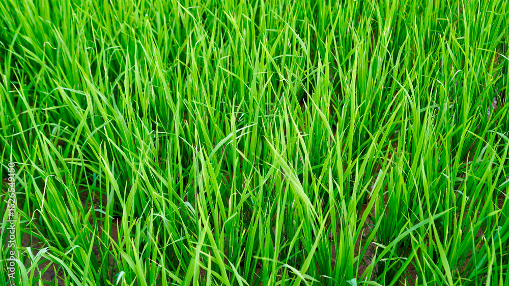 Obraz premium Green rice field as a background or backdrop or pattern or texture