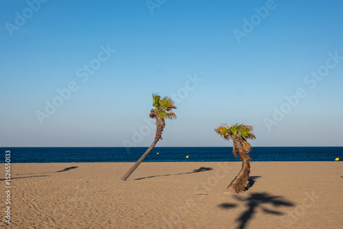 Fototapeta Naklejka Na Ścianę i Meble -  palm tree on the beach