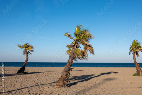 Fototapeta Naklejka Na Ścianę i Meble -  palm tree on the beach