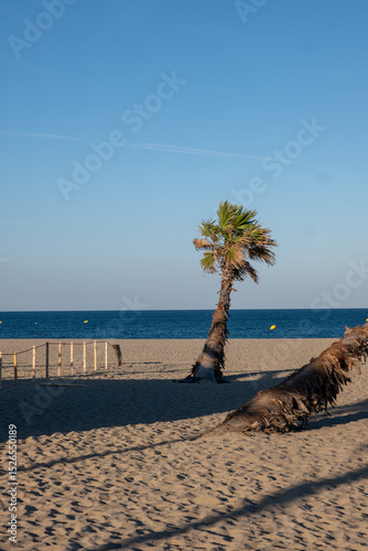 Fototapeta Naklejka Na Ścianę i Meble -  tree on the beach