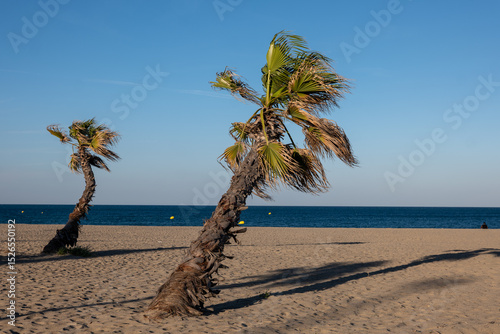 Fototapeta Naklejka Na Ścianę i Meble -  palm tree on the beach