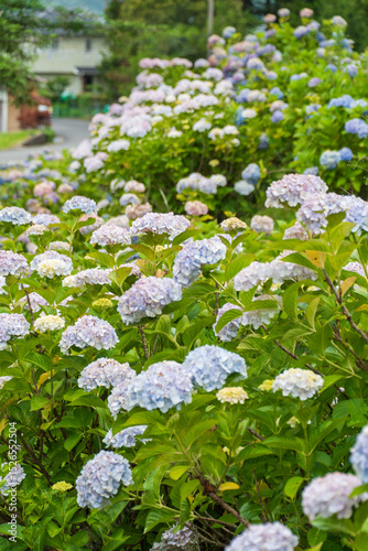 庭先に広がる淡紫と青の紫陽花群
