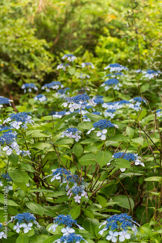 山里に咲く藍色のガクアジサイ