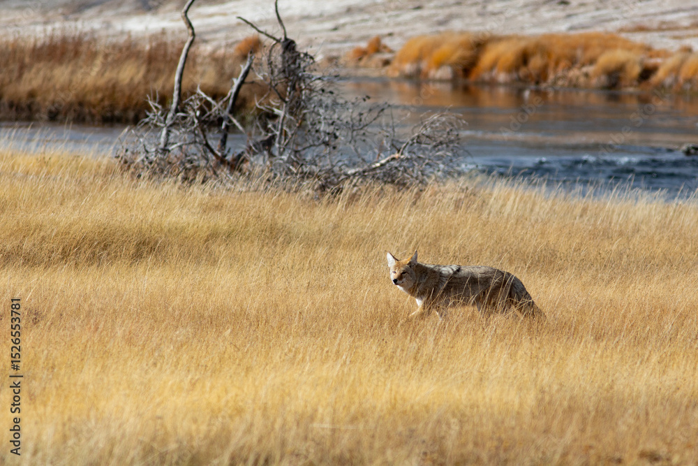 Fototapeta premium Le parc de Yellowstone et sa faune