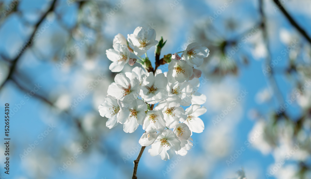 Obraz premium Beautiful cherry blossoms 