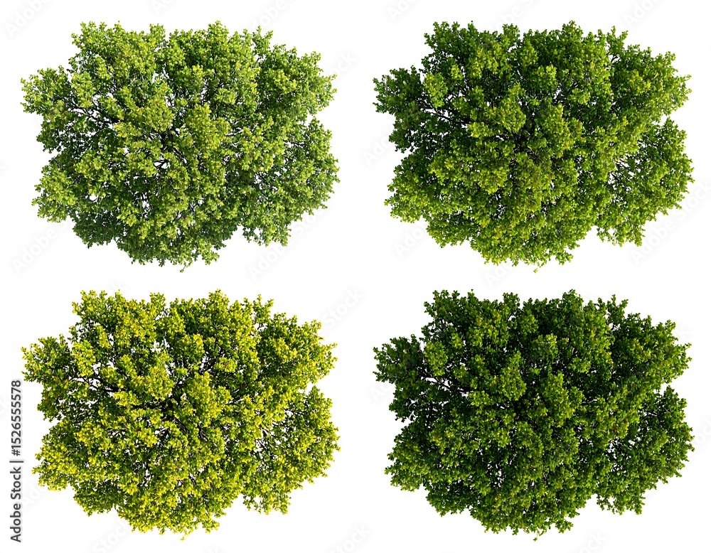 Obraz premium Four treetops, varied shades of green