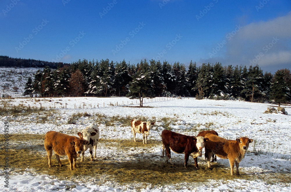 Obraz premium Vaches, neige, hiver, Plateau de l'Aubrac, 48, Lozère, France