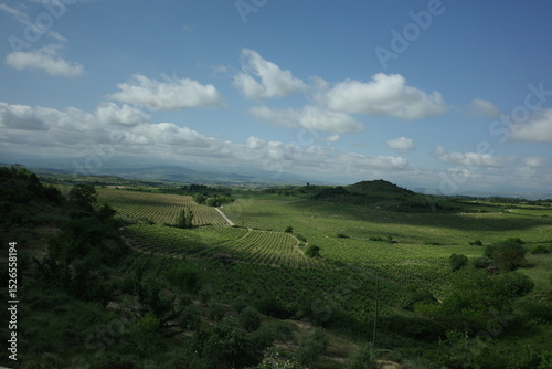 Vineyards in the countryside of Basque Country
