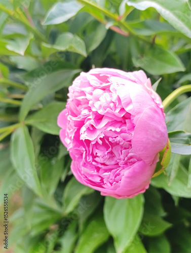 Vibrant pink peony blooming amid lush green leaves in a tranquil garden setting on a sunny day