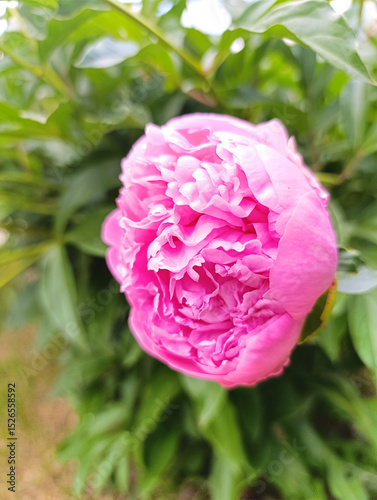 A vibrant pink peony blooms amidst lush greenery in a serene garden setting on a sunny day