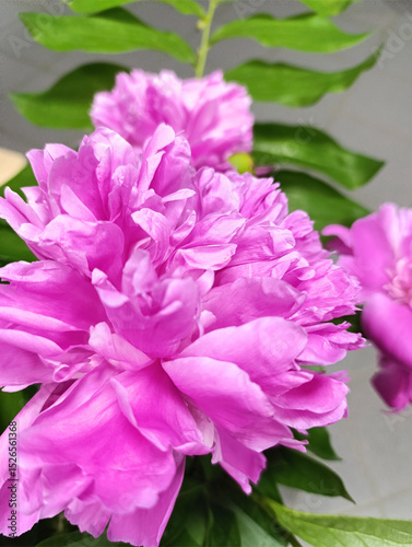 Vibrant pink peonies bloom in a bright indoor garden, showcasing nature's beauty during springtime