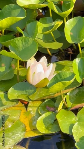 Wallpaper Mural Blooming water lily plant with loght pink flowers in summer Torontodigital.ca