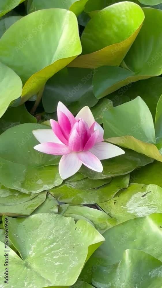 custom made wallpaper toronto digitalPink water lily blooiming in summer, beautiful flowers 