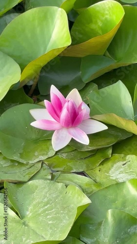 Wallpaper Mural Pink water lily blooiming in summer, beautiful flowers  Torontodigital.ca
