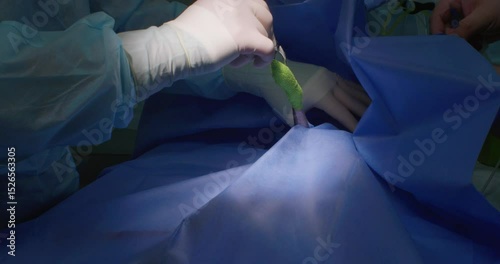 Veterinary surgeon carefully positions a sterile surgical drape over a dog's limb, isolating the operating area and ensuring a sterile environment for the upcoming procedure.