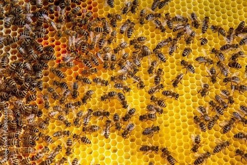 Billede på lærred Busy Honeybees Working on Honeycomb