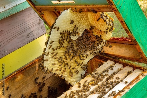 Valokuva Busy Honeybees Working on Honeycomb