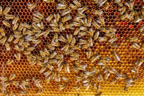 Fotografía Busy Honeybees Working on Honeycomb