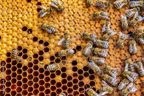 Canvas-taulu Busy Honeybees Working on Honeycomb