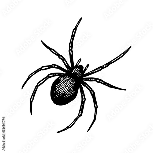 spider vector realistic line icon on white background
Vector line icon animal, wildlife