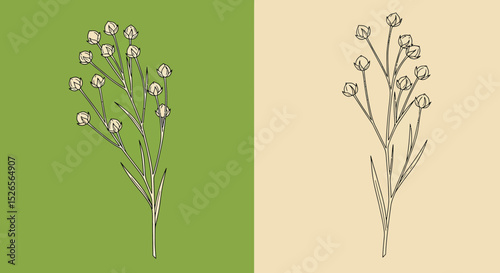 Elegant botanical illustration featuring delicate floral buds against contrasting backgrounds